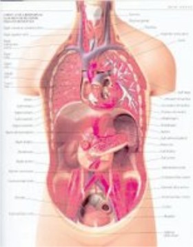 Anatomic details of a human torso showing internal organs.