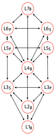 Blank generic Tree using S (for Social) versus P (for Personal) as the dynamic duality.