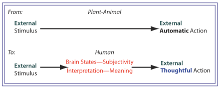 Human beings allow a brain state:  interpretation to intervene between an external stimulus and Action which is now thoughtful not reflex.