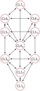 Spiral-derived tree with formulae in Centres only and using M v F as the dynamic duality.