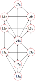 Blank version of a primary hierarchy tree.