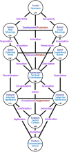 Pattern of centres and channels when the Primary Hierarchy of Communication is operated.