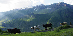 Changing Reality. Cows Courtesy Martin Lopatka